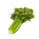Apium graveolens L. thumbnail