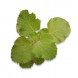 Coleus amboinicus thumbnail